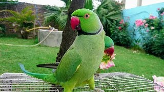 Amazing Parrot Video [upl. by Dredi]