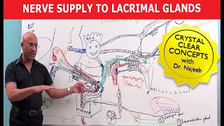 Nerve supply to Lacrimal Glands  Neuroanatomy [upl. by Witkin]