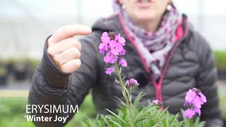 Erysimum  Wallflowers [upl. by Dahs940]