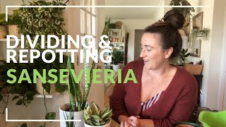 Dividing amp Repotting Snake Plant Sansevieria [upl. by Stesha]