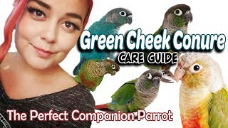 Green Cheek Conure Care  A Complete Guide [upl. by Truscott]