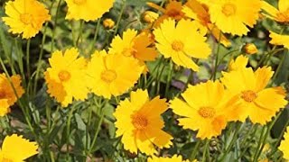 How to grow coreopsis flower plant [upl. by Adiaros436]