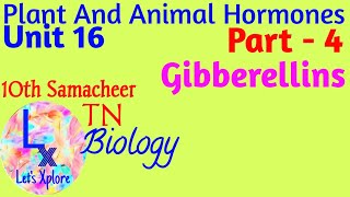 10th std Biology Unit 16 Plant and animal hormones Gibberellins Part 4 Samacheer Kalvi TN [upl. by Annailuj504]