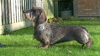 Dog Breed Video Dachshund [upl. by Sibbie814]