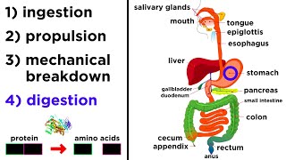 The Digestive System [upl. by Yvad527]