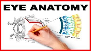 Clinical testing extraocular muscles tutorial [upl. by Akehsat432]