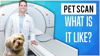 PET Scan What Is It Like [upl. by Naej]