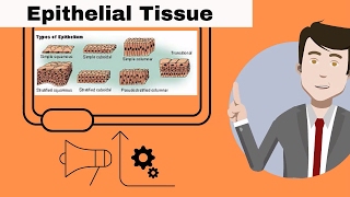 Epithelial Tissue for beginners [upl. by Kostman611]