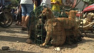 Annual dog meat festival causes outrage [upl. by Shaddock]