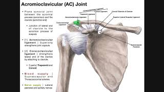 The Acromioclavicular AC Joint  Anatomy and Function [upl. by Laoj219]