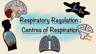 Respiratory Regulation  Part One  Centres of Respiration  Respiratory Physiology [upl. by Llertnac]