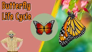 The Butterfly Life Cycle  Educational Videos For Kids [upl. by Inafit]