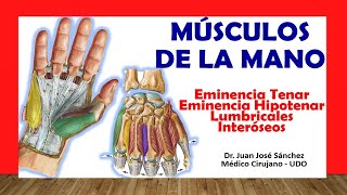 🥇 MÚSCULOS DE LA MANO Rápido Fácil y Sencillo [upl. by Eissim]