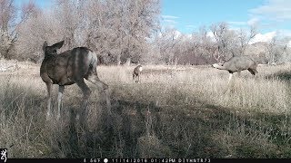 Grunt Master Mule Deer [upl. by September]