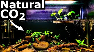 Natural CO2 in the Low Tech Planted Aquarium  Aquarium Science [upl. by Trstram]