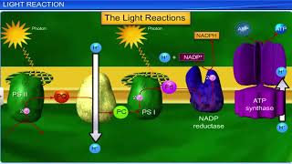 CBSE Class 11 Biology  Photosynthesis in Higher Plants  Full Chapter  By Shiksha House [upl. by Fishback]