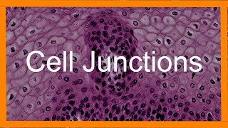 Epithelial Cell Junctions [upl. by Adnelg]