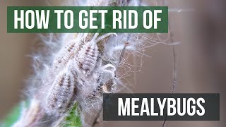 How to Get Rid of Mealybugs 4 Easy Steps [upl. by Gnay909]