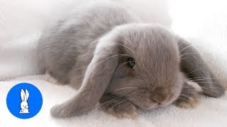 Cutest Bunny Rabbits Thumping Compilation [upl. by Lancelle]