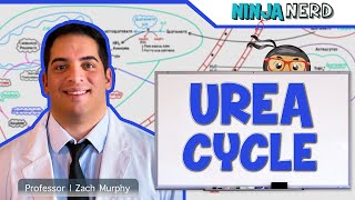 Metabolism  Urea Cycle [upl. by Odo]