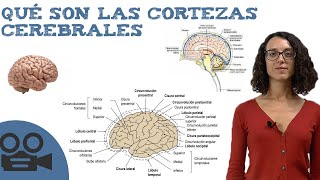 Cortezas cerebrales  Funciones IDEAL para estudiar [upl. by Harrie846]