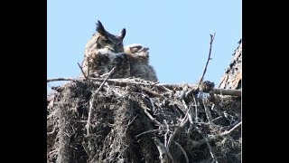 Floridas Owls  Whoo Is Making That Sound [upl. by Morrison]