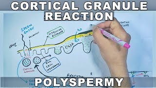 Cortical Reaction in Sea Urchin  Slow Blocks to Polyspermy [upl. by Anaoy]