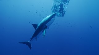 Scuba Diving with Great White Sharks [upl. by Bernadene]