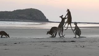 Kangaroos Caught Fighting On Australian Beach [upl. by Patrizio]