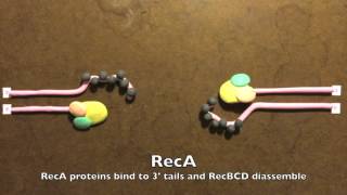 Homologous Recombination in Prokaryotes [upl. by Finley]