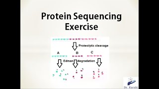 Protein sequencing Example Problem [upl. by Freemon]