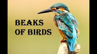 TYPES OF BEAKS IN BIRDS [upl. by Adnorrahs]