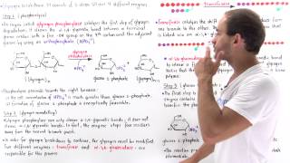 Glycogen Breakdown [upl. by Inimak]