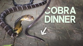 SNAKE VS SNAKE  KING COBRA FEEDING WITH CHRISWEEET [upl. by Arny929]