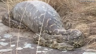 The Secret of Regeneration in Alligators [upl. by Narton]