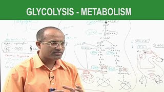 Glycolysis  Metabolism  Dr Najeeb [upl. by Doownyl]