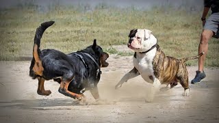 Rottweiler VS American BullDog [upl. by Leede]