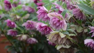 Hellebore Breeding  Walters Gardens [upl. by Laddie827]