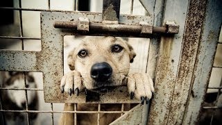 The Sad Truth Behind Animal Shelters ★★★★★ [upl. by Miller]