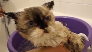 The Right Way To Wash Your Fluffy Cat [upl. by Chloe]