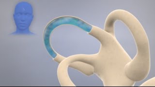 How the Inner Ear Balance System Works  Labyrinth Semicircular Canals [upl. by Haym]