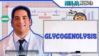 Metabolism  Glycogenolysis [upl. by Sybilla]