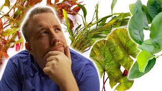 Top 5 Aquarium Plants to TRANSFORM Your Fish Tank​ [upl. by Kwabena]