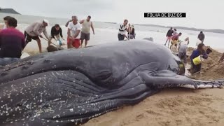 Crowds pull together to save beached whale in Brazil [upl. by Meakem]