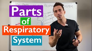 Parts of the Respiratory System  Overview [upl. by Forcier372]