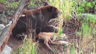 Bear eats elk calf alive  RAW uncut version  Yellowstone National Park [upl. by Eniamert]