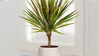 How to propagate DRACAENA MARGINATA from cuttings  DRAGON TREE care [upl. by Capriola]