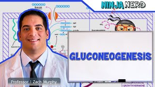 Metabolism  Gluconeogenesis [upl. by Ocicnarf180]