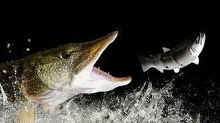 Top 10 Pike Attacks [upl. by Schmeltzer]