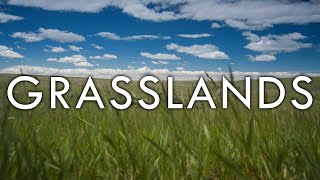 The Grassland Biome  Biomes 5 [upl. by Ahsinar491]